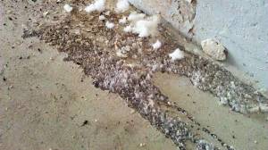Read more about the article New Zealand Healthy Homes Standard – Moisture Barrier